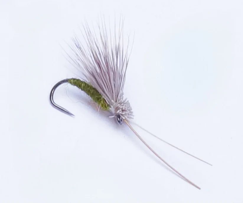 Trockenfliege - Sedge Tricopthere olive