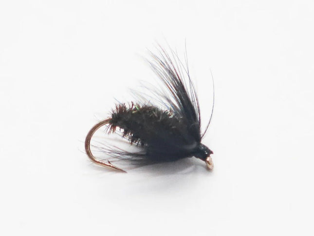 Nassfliege - Black & Peacock Spider